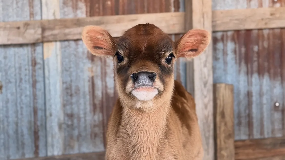 Arkansas legalizes raw milk deliveries