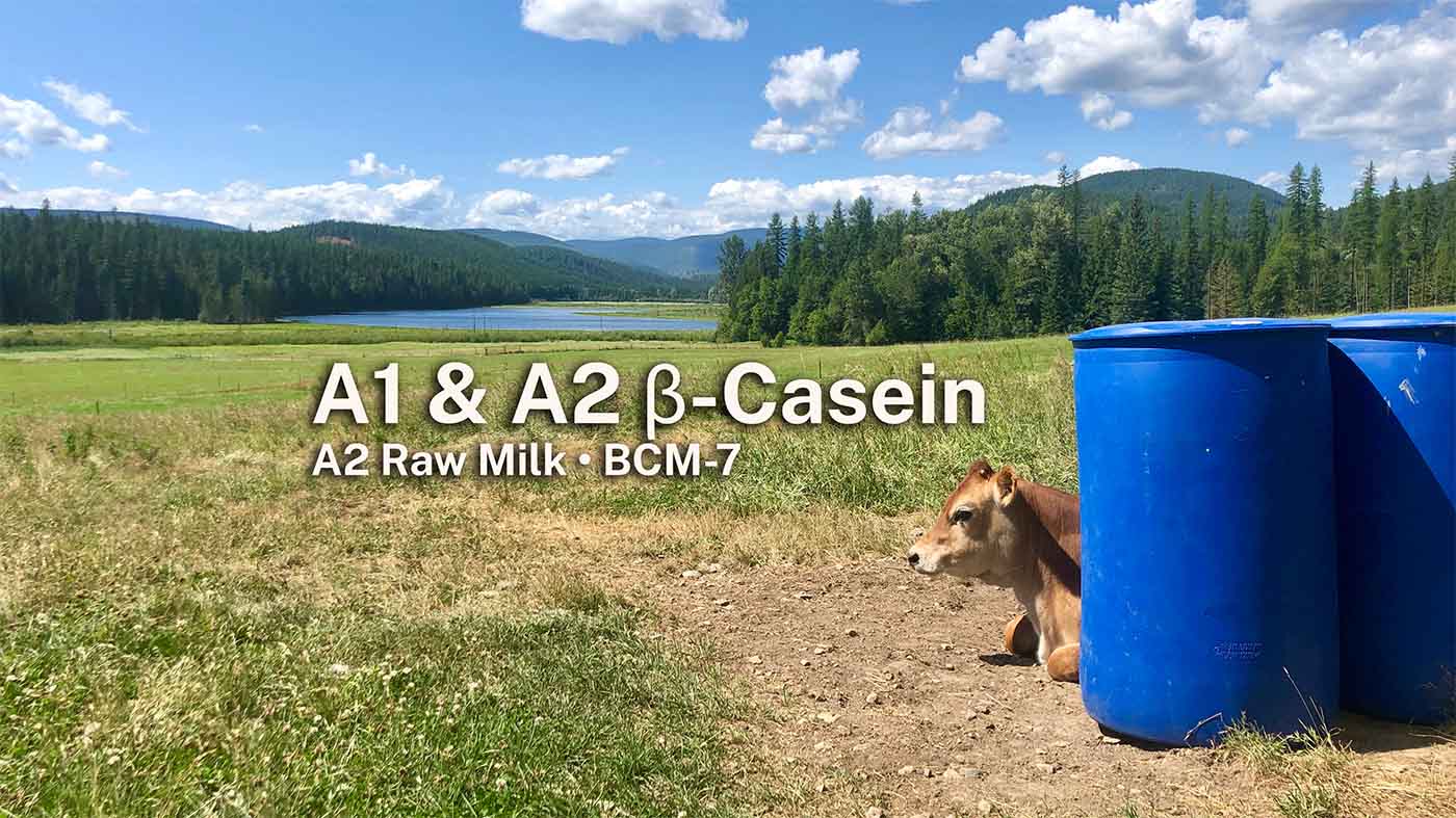 A Jersey cow resting beside blue barrels on a farm in northern Idaho. Jersey cattle carry the A2 β-casein variant at higher rates than Holstein breeds, though DNA testing is required to confirm genotype.