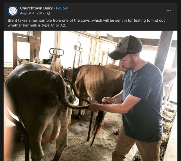 Dairy extracts hair from a cow to send for A2 milk testing.