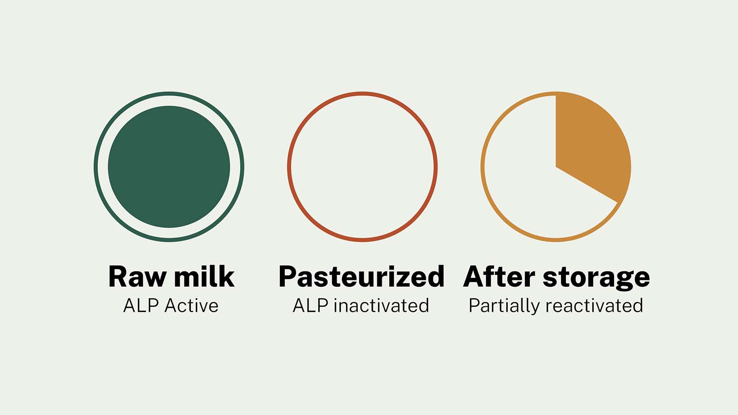 Illustration of alkaline phosphatase enzyme activity in milk, shown as active in raw milk, inactivated by pasteurization, and partially reactivated after storage.