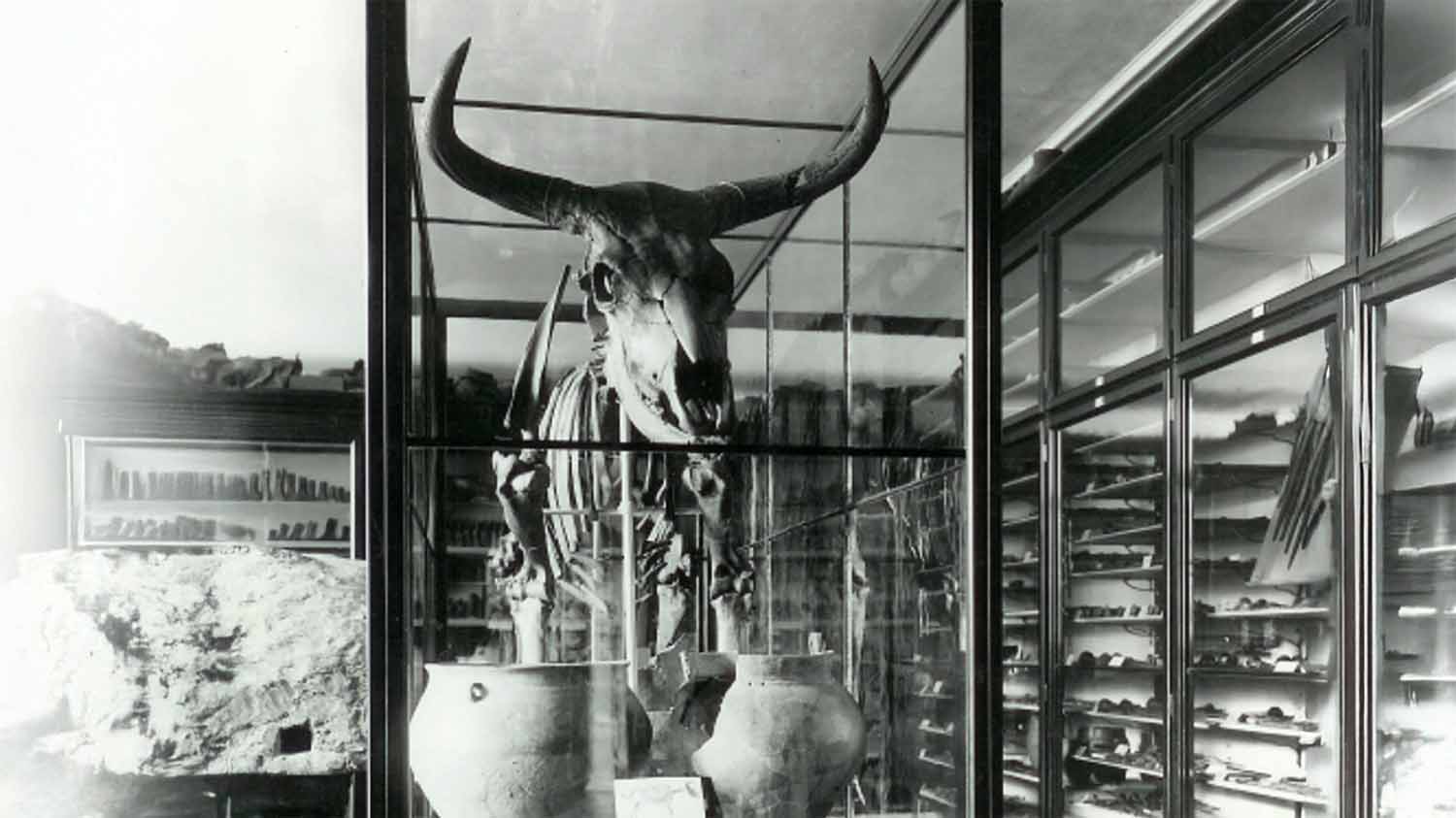 Mounted aurochs skeleton with wide horns on display in a museum case, surrounded by archaeological pottery