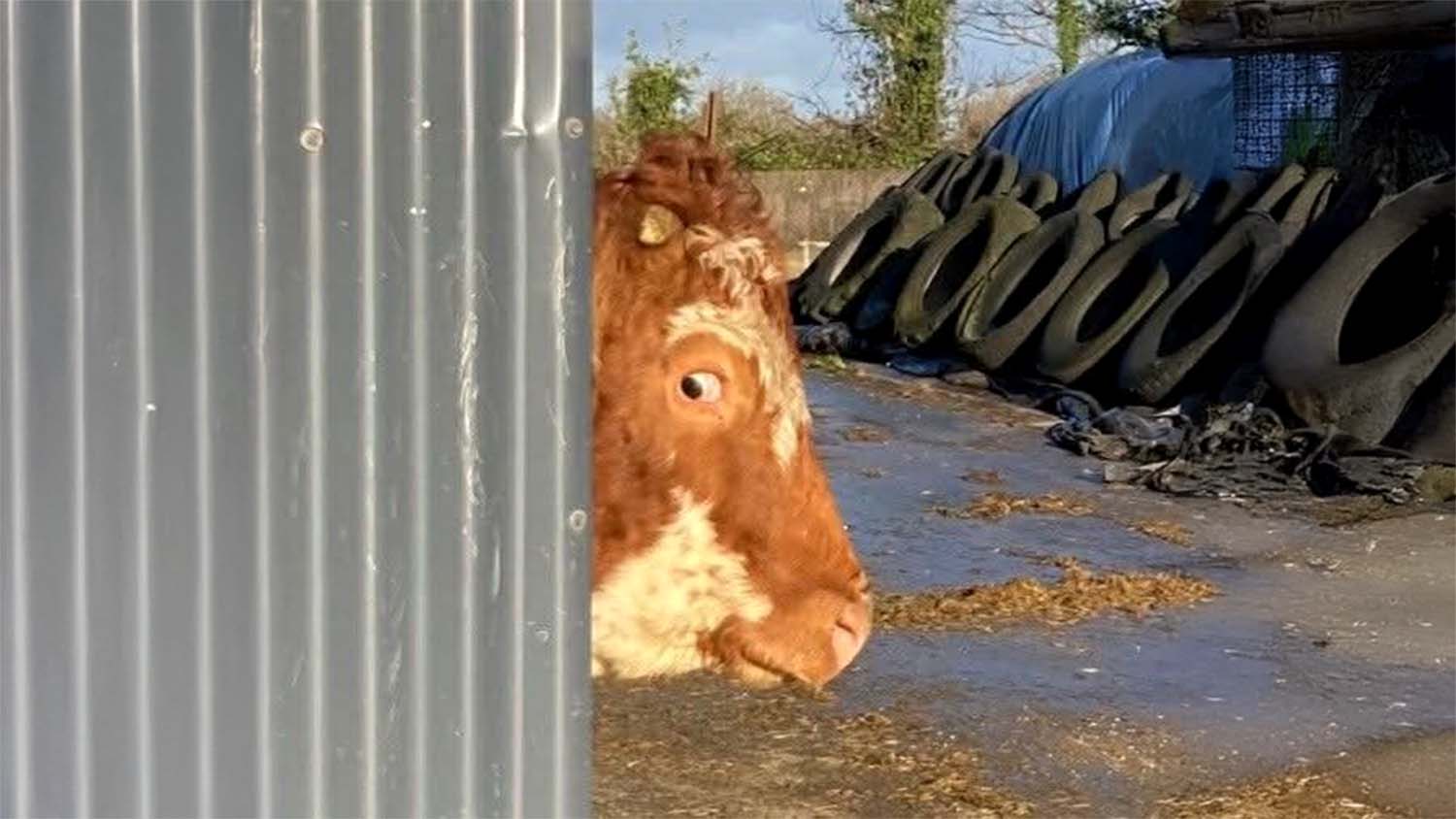 A red and white faced beef steer looking around the corner of a metal farm shed in a yard