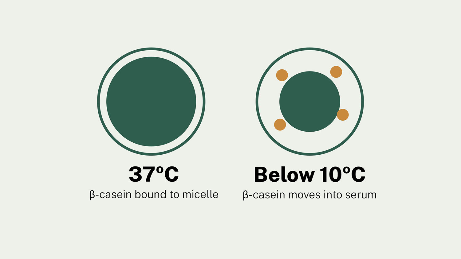 Illustration contrasting β-casein bound to the casein micelle at 37°C with β-casein dissociated into the milk serum when refrigerated below 10°C.