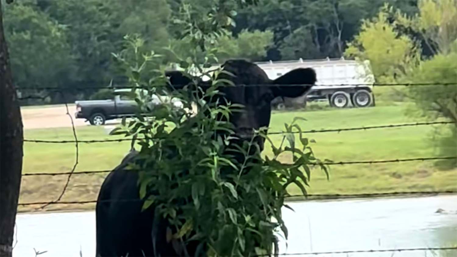 A black cow partially hidden behind a leafy bush along a barbed wire fence
