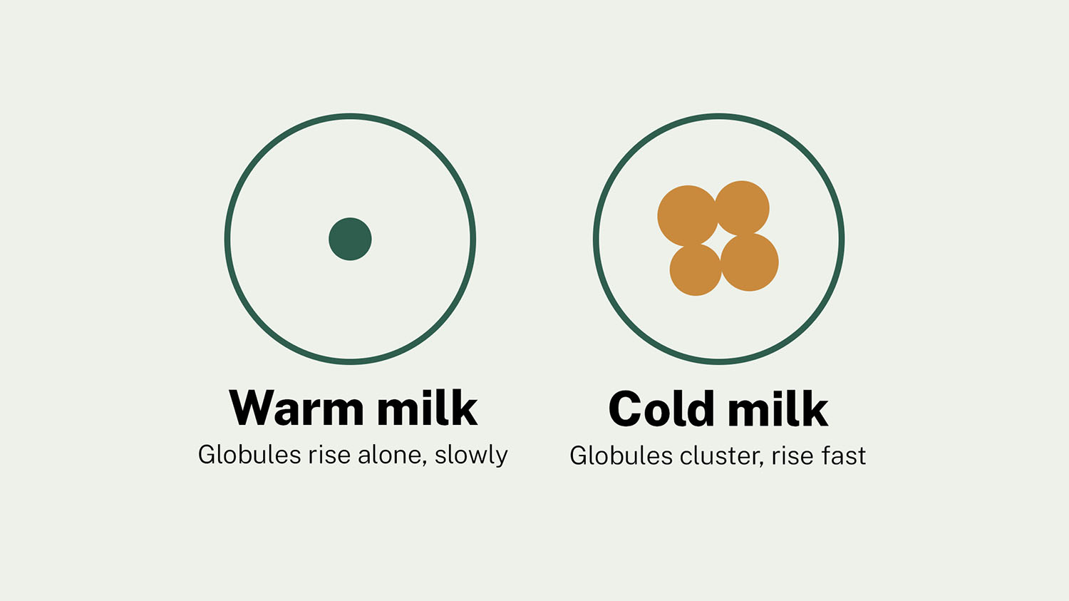 Illustration contrasting single fat globules rising slowly in warm milk with fat globules clustered together and rising quickly in cold milk due to cold agglutination.
