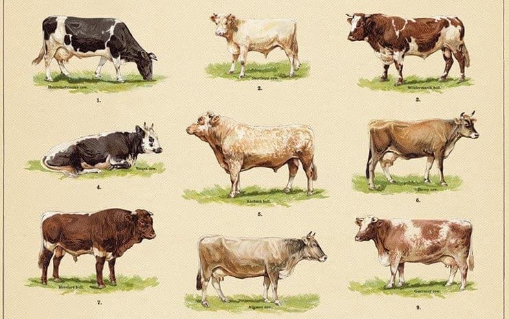 Timeline of cow breed development