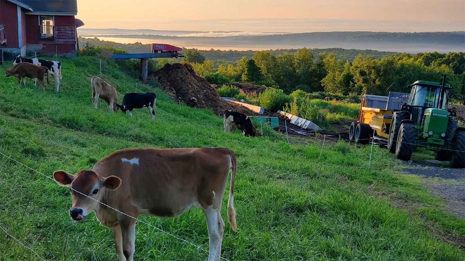 Dairy cows and calves graze a hillside pasture at Rocky Acres Farm in Warren, Massachusetts, with morning fog settled over the valley below