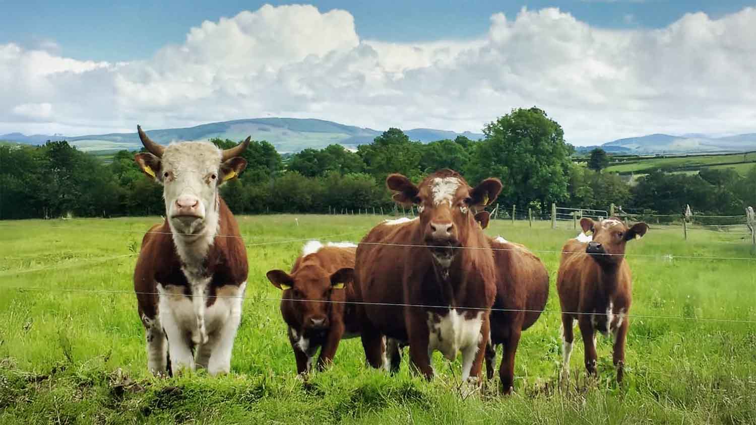 A small herd of brown-and-white cattle, including two calves, grazing behind a wire fence in a green Irish pasture with rolling hills in the background