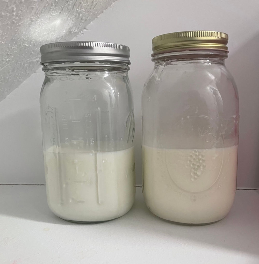 Photo timeline of raw milk vs pasteurized milk sitting at room