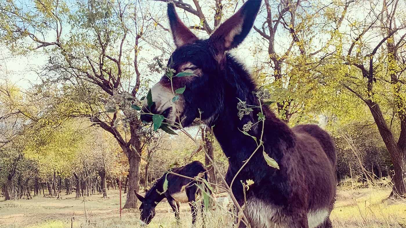 Oklahoma SB 2107: Raw Milk Legalization Bill for Off-Farm Sales