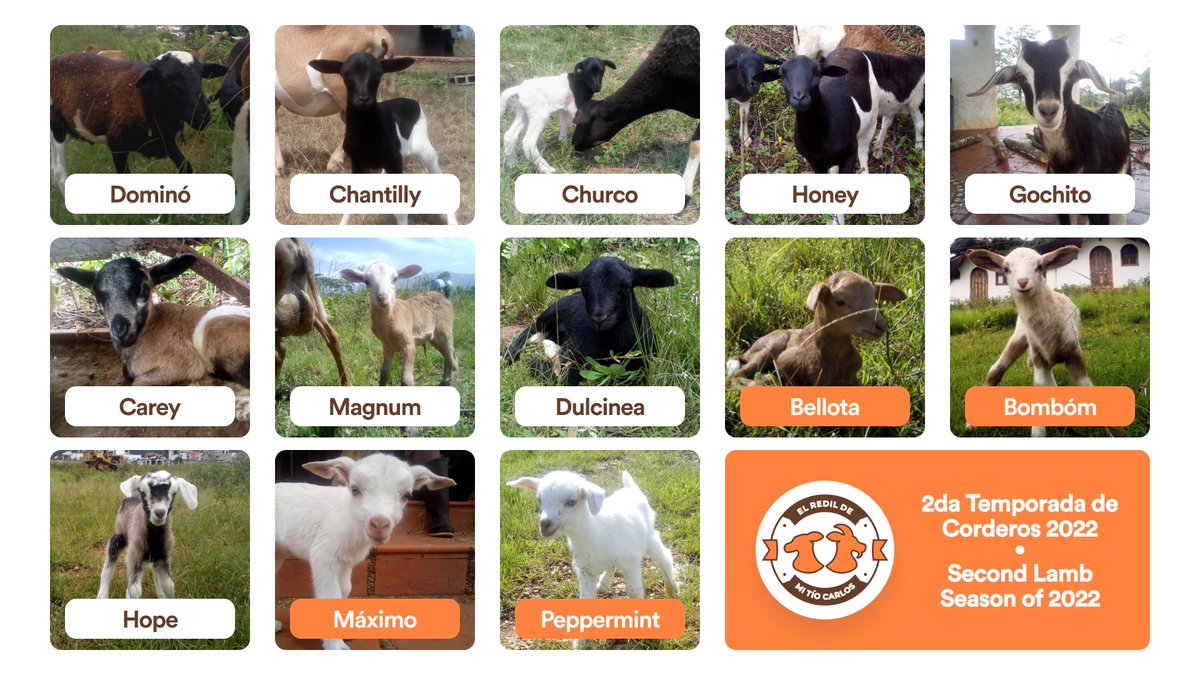 Venezuelan farmer asks for help expanding goat and sheep farm Get Raw