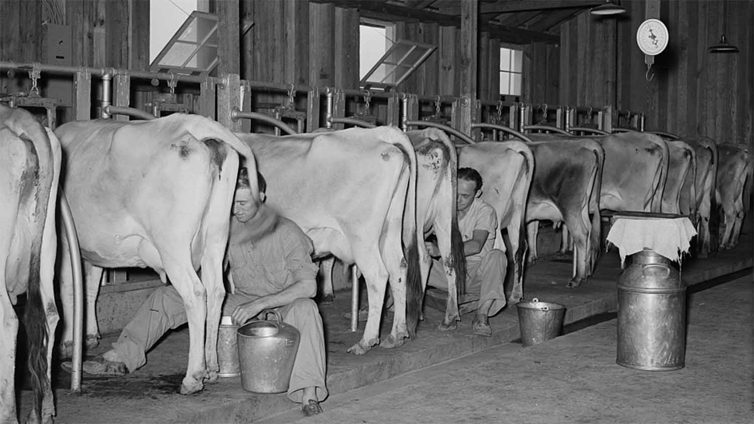 Dairy cows being milked inside a barn at the Lake Dick Project in Arkansas, circa 1938, photographed for the U.S. Farm Security Administration.