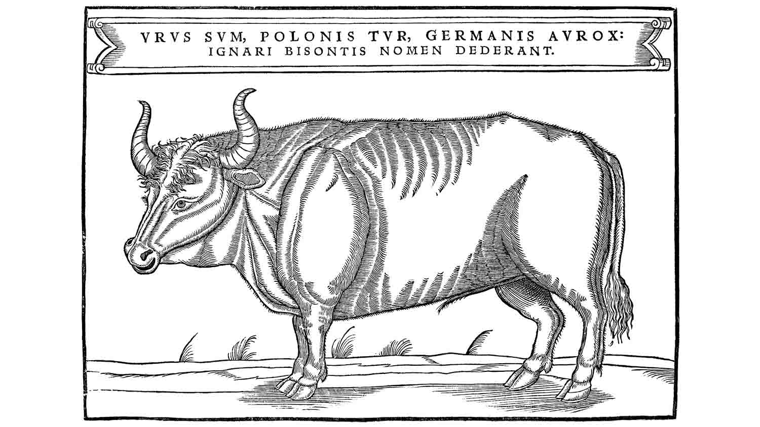 1556 woodcut of an aurochs from Herberstein's Rerum Moscoviticarum Commentarii, captioned identifying it as the urus, not a bison
