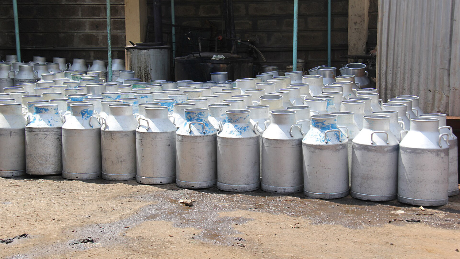 Rows of aluminum milk cans lined up outside the Kiambaa Dairy Rural Sacco Society collection shed in Kenya.