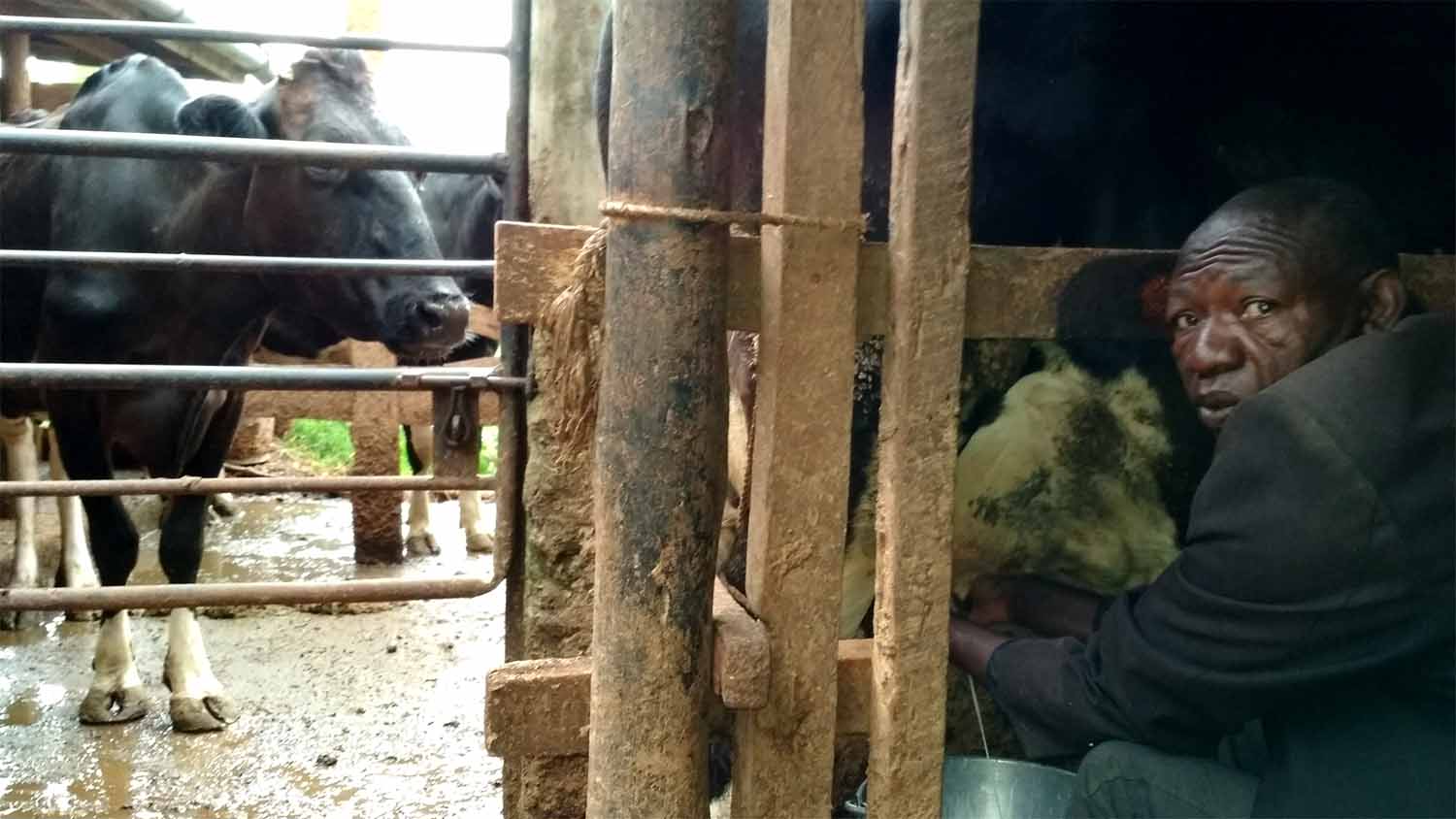 A farmer hand-milks a cow into a steel bucket in a muddy shed in Murang'a County, Kenya, with other dairy cows behind a metal gate.