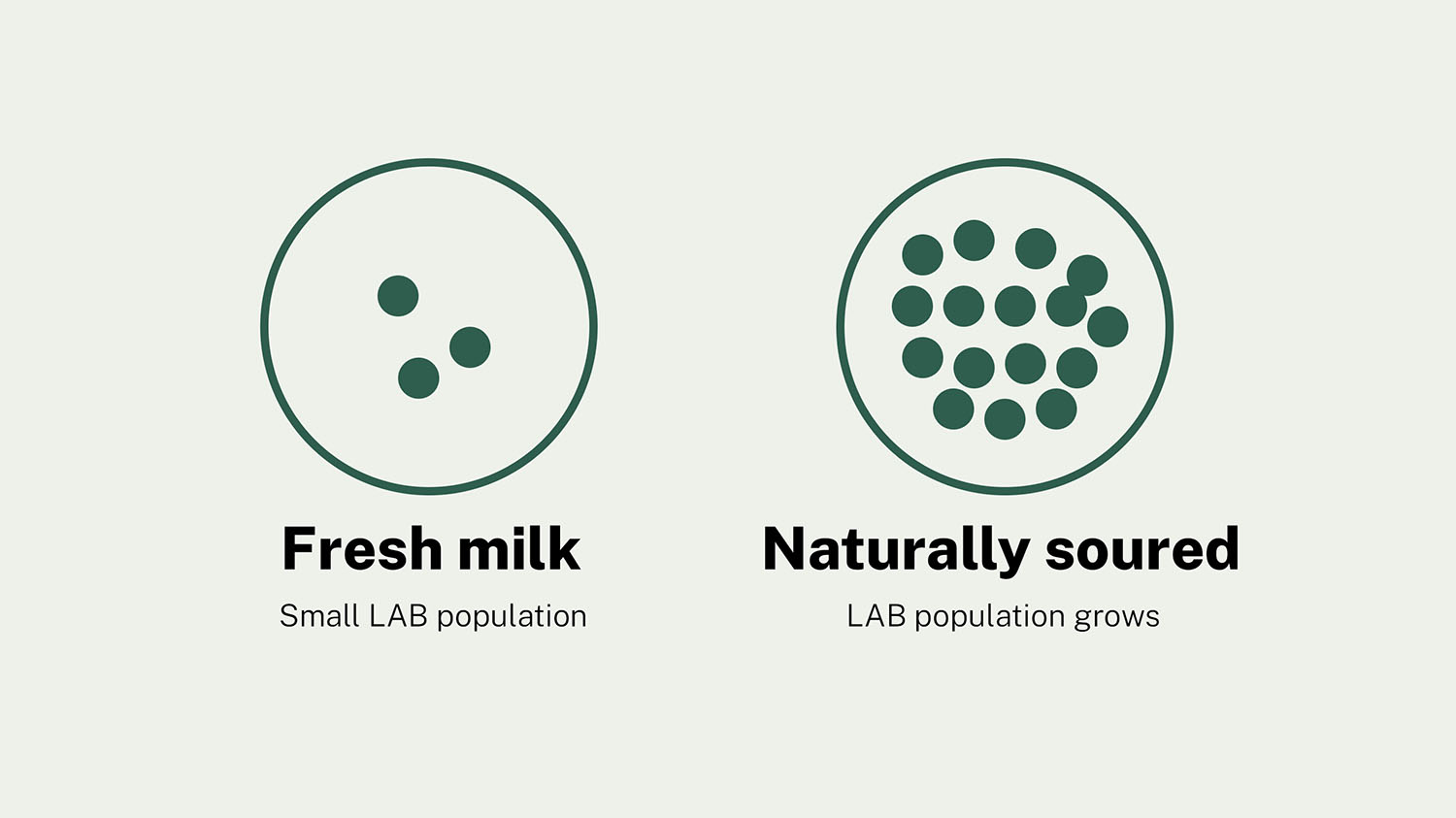 Illustration comparing lactic acid bacteria inhibition zones: large against most tested pathogens, much smaller specifically against Listeria monocytogenes.