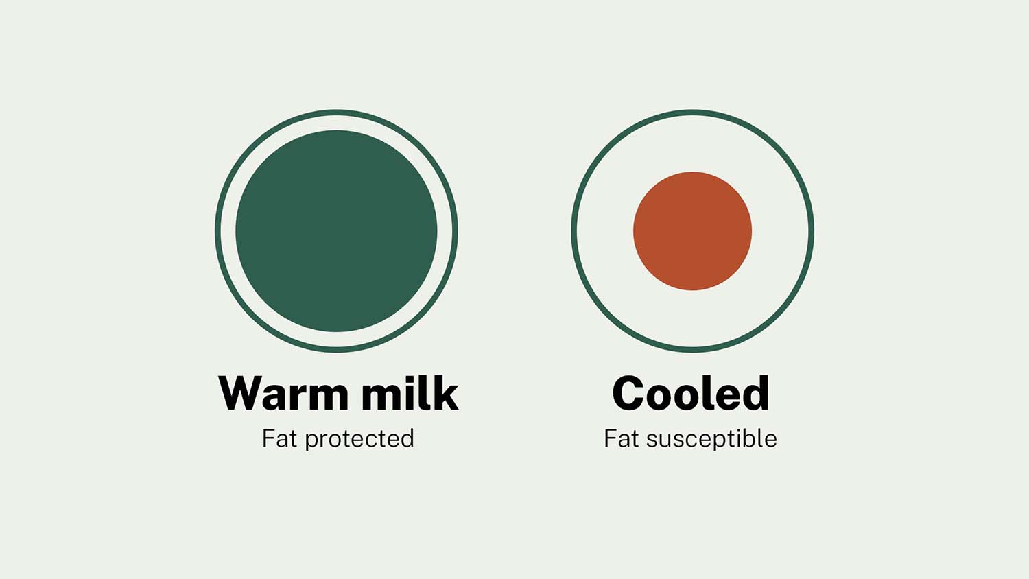 Illustration contrasting milk fat globules protected in warm milk with fat globules made susceptible to lipolysis simply by cooling, without any physical damage or bacteria involved.