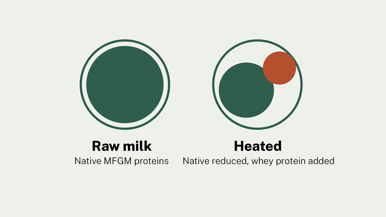 Illustration comparing milk fat globule membrane protein composition in raw versus heated milk, showing native protein reduced while migrated whey protein is newly present.