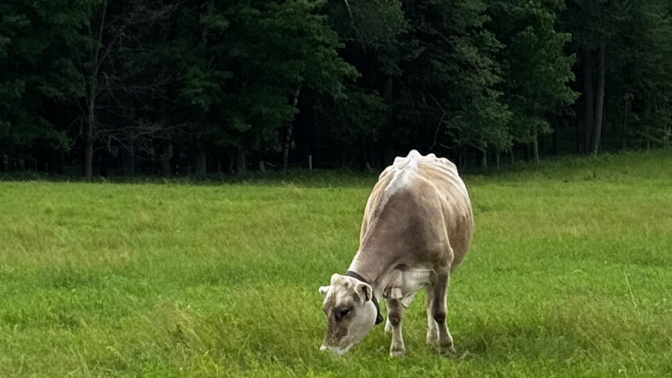Michigan bills to legalize raw milk on-farm sales