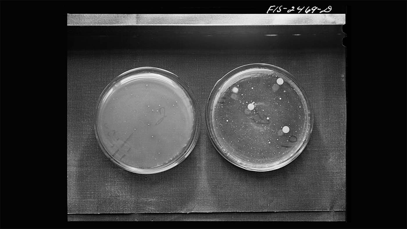 Two petri dishes showing bacterial colonies in milk samples before and after pasteurization, Iowa State College bacteriology class, 1944. The post-pasteurization sample on the left shows significantly fewer colonies, illustrating that pasteurization reduces but does not eliminate all bacteria.
