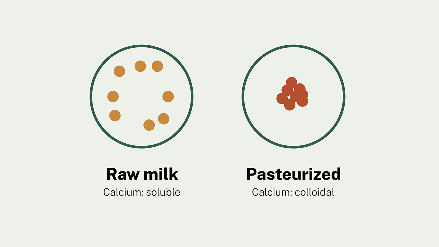 Illustration of milk calcium shown as scattered particles representing the soluble form in raw milk, and clustered particles representing the colloidal form after pasteurization.