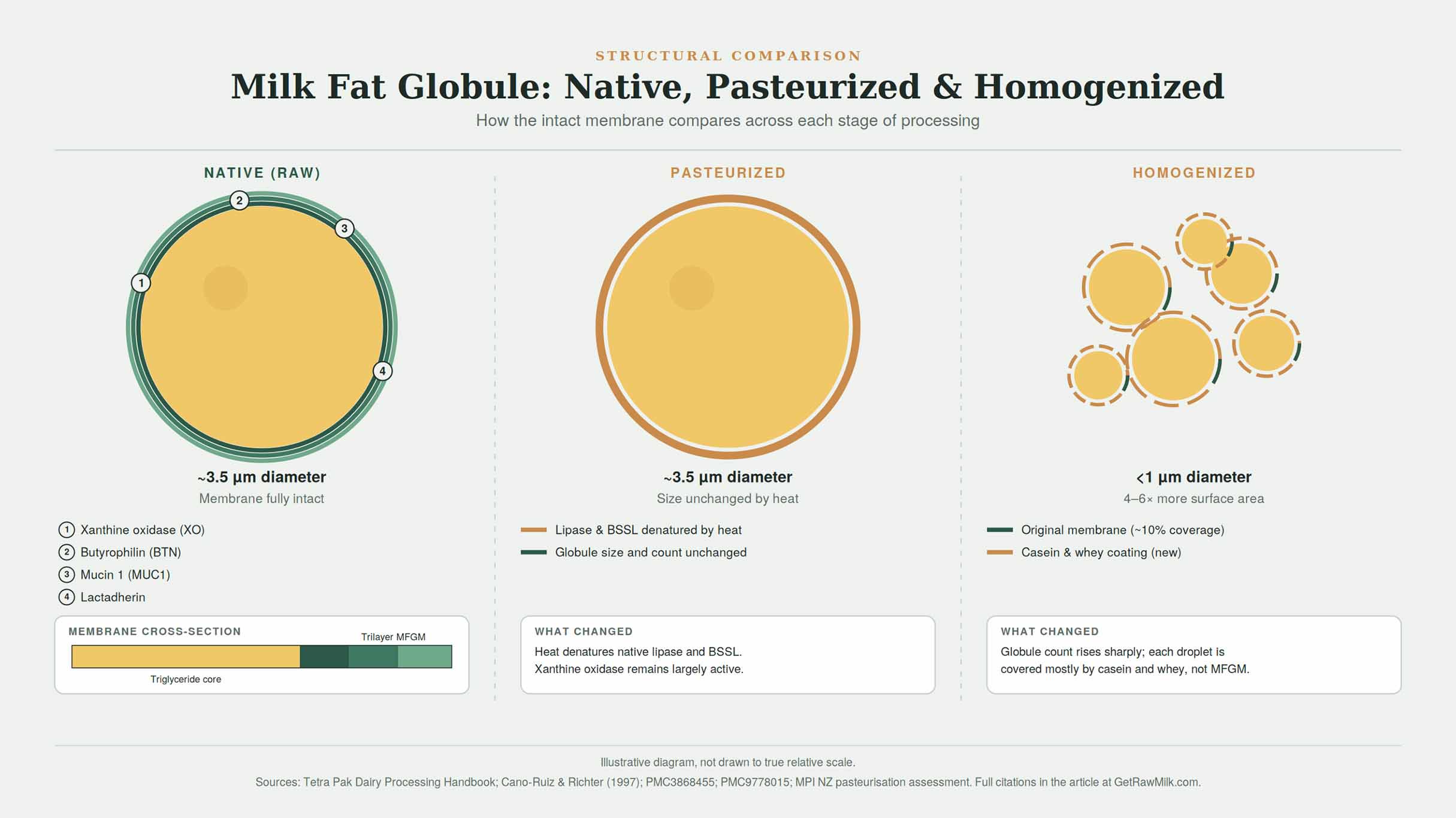 Diagram comparing native, pasteurized, and homogenized milk fat globules, showing membrane structure, protein composition, and size differences