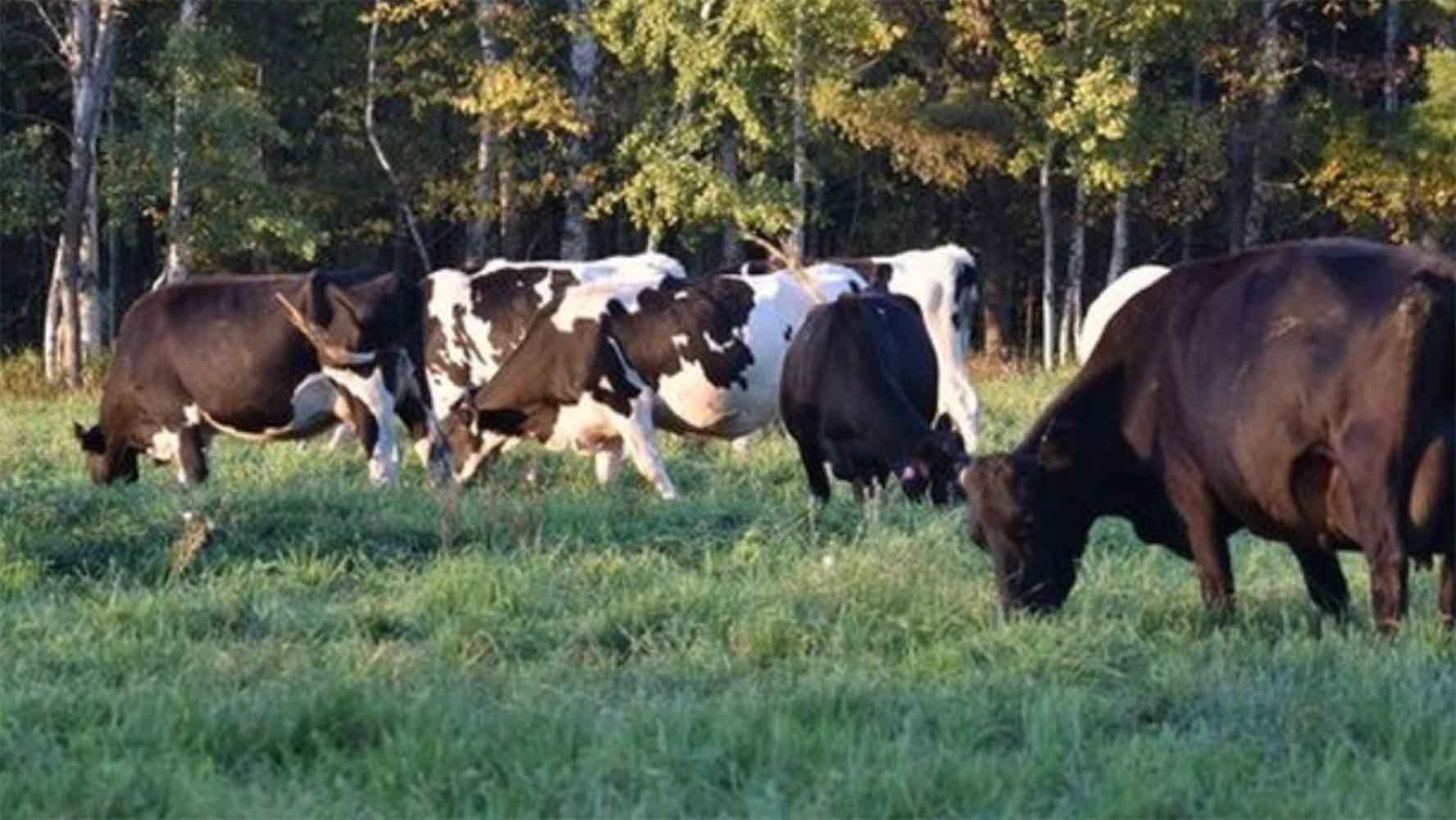 Minnesota dairy herds declared bird flu free