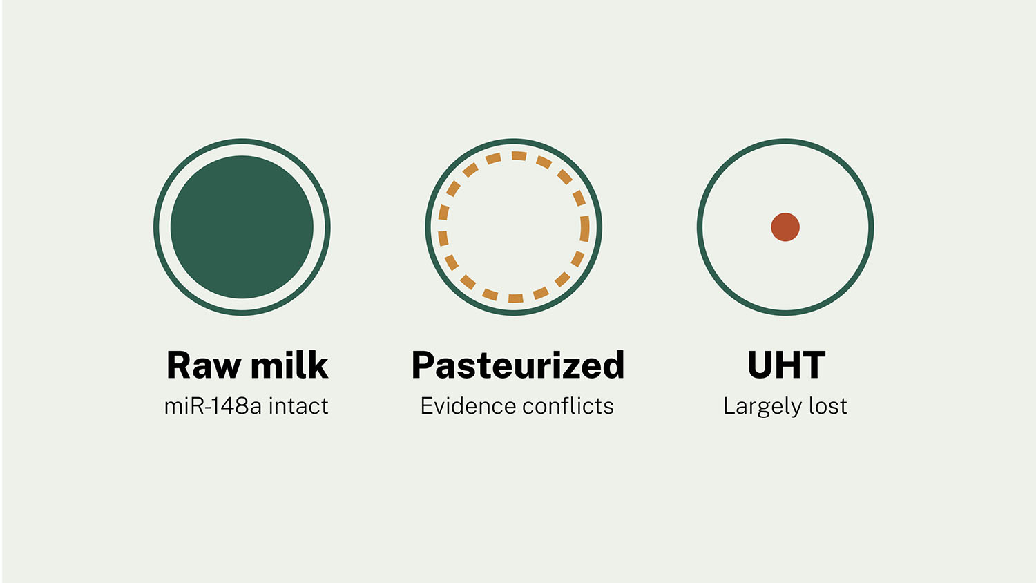 Illustration of miR-148a, a milk exosome microRNA with documented protective effects, shown intact in raw milk, contested under standard pasteurization, and largely lost under UHT treatment.