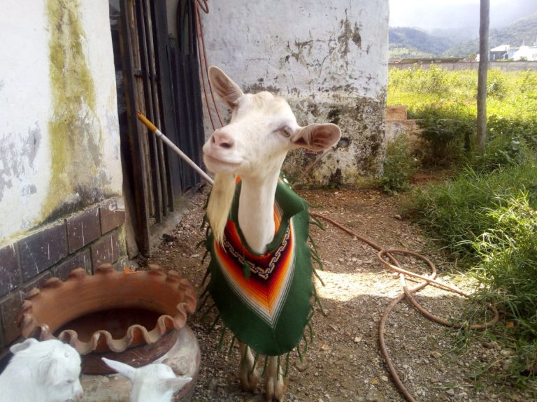 Venezuelan farmer asks for help expanding goat and sheep farm Get Raw