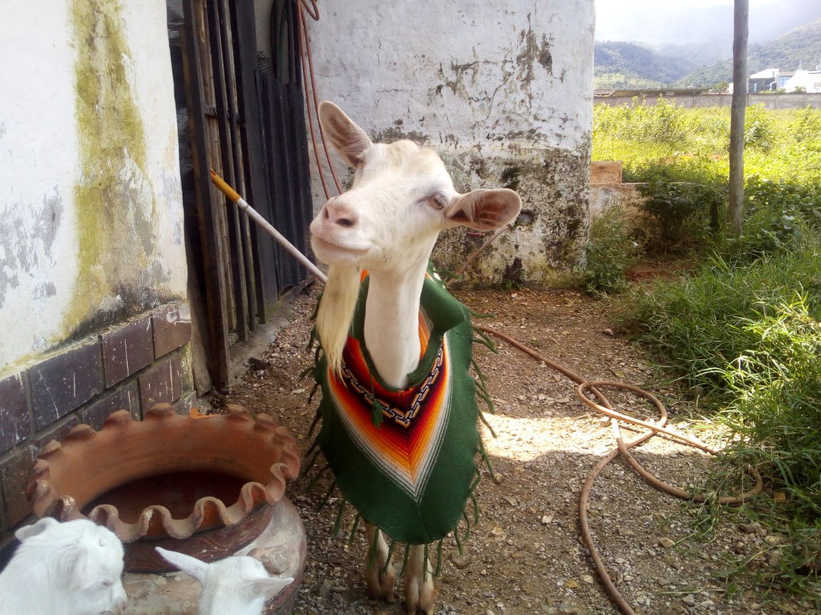 Venezuelan farmer asks for help expanding goat and sheep farm
