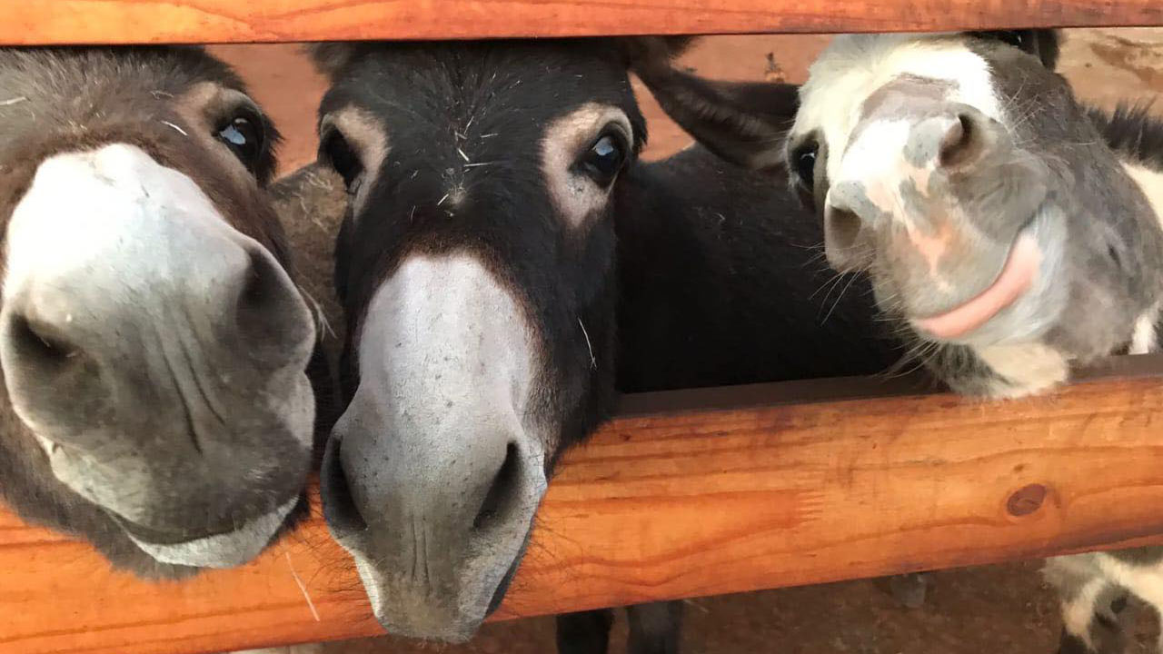 Get raw donkey milk in South Africa