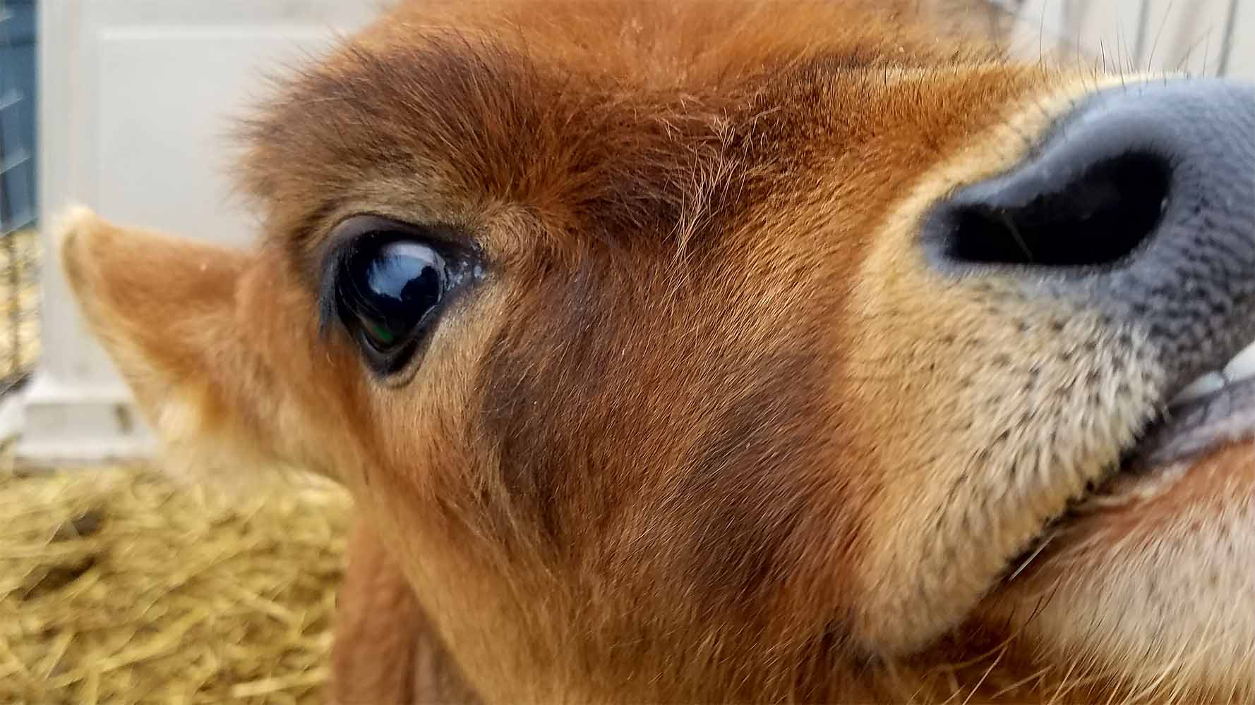 Cows given names produce more milk