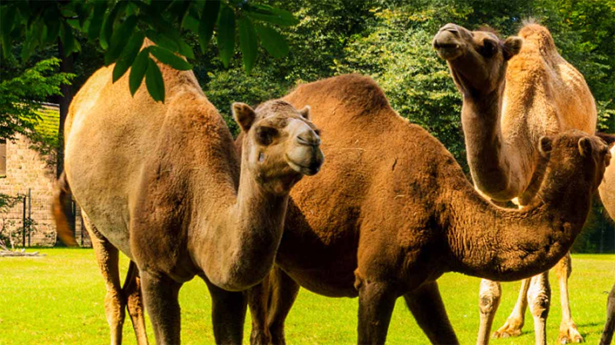 Does Raw Camel Milk Cure Autism?