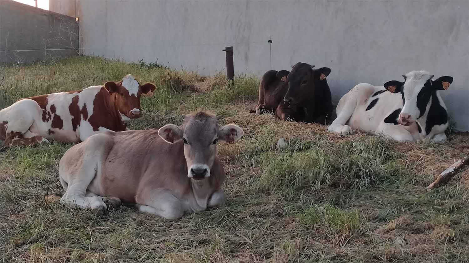 Four dairy cows resting on grass beside a farm building in Catalonia, Spain, including a Brown Swiss, a Normande, a dark-coated cow, and a Holstein