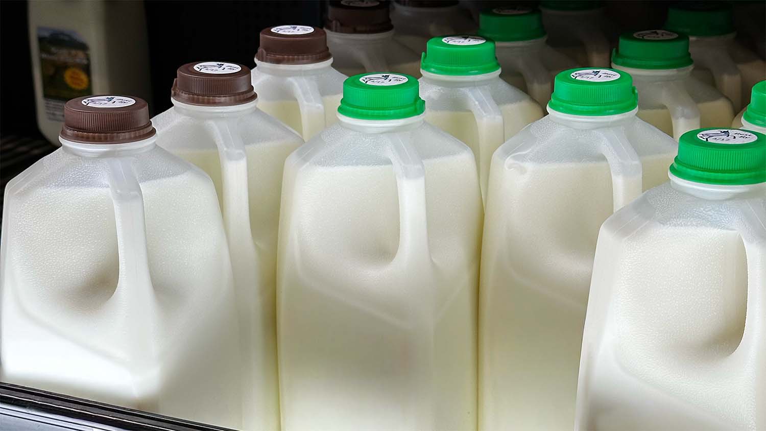 Half-gallon jugs of raw milk with green and brown caps in a retail refrigerator cooler
