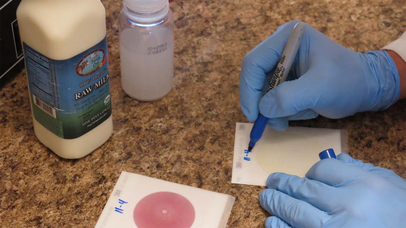How to Test Raw Milk on the Farm: Charm Sciences Peel Plates vs. Neogen Petrifilm