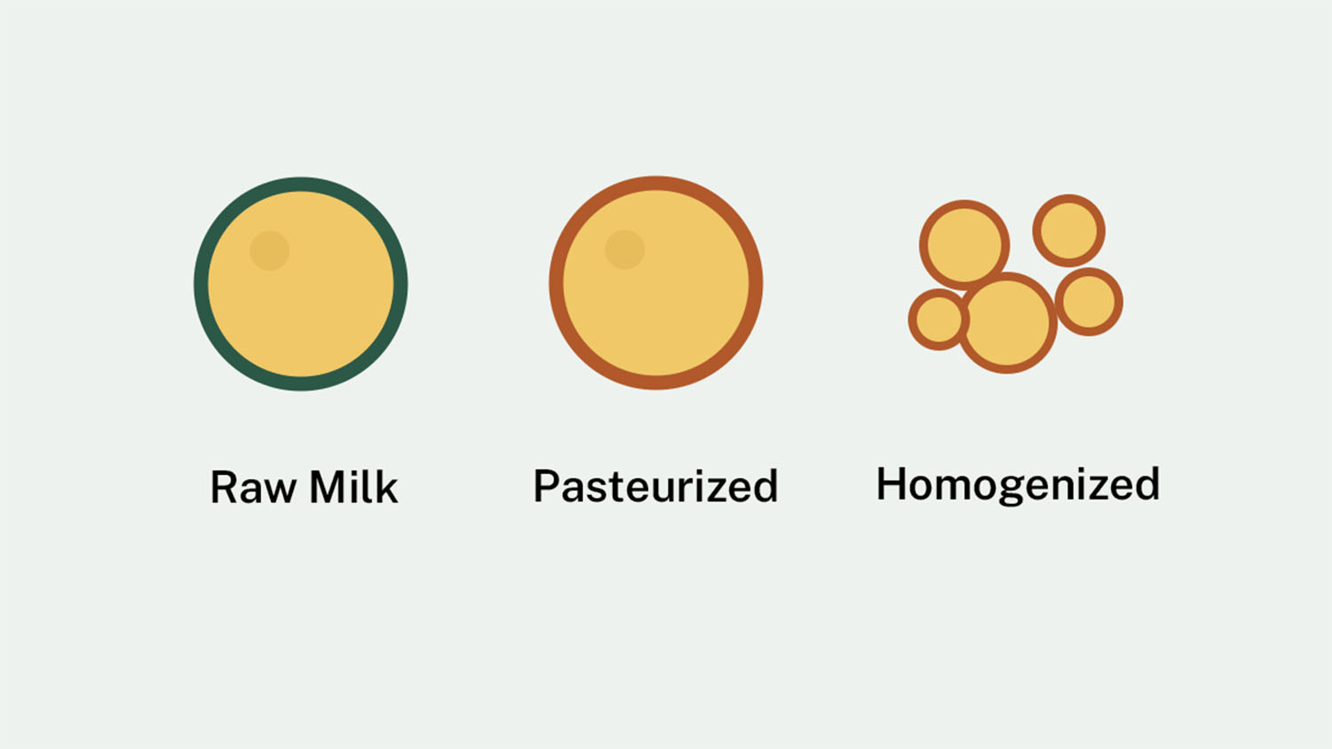 Three-panel illustration comparing raw, pasteurized, and homogenized milk fat globules by size and surface color