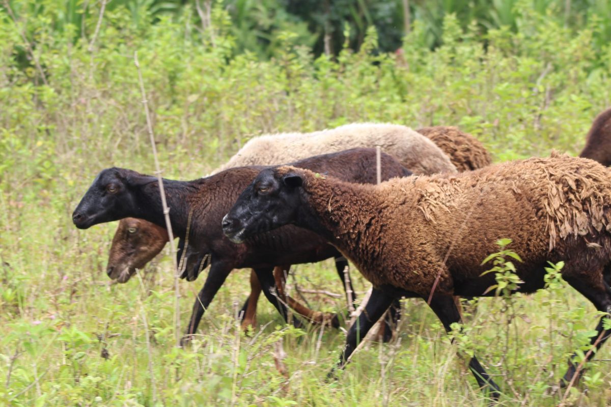 Venezuelan farmer asks for help expanding goat and sheep farm Get Raw