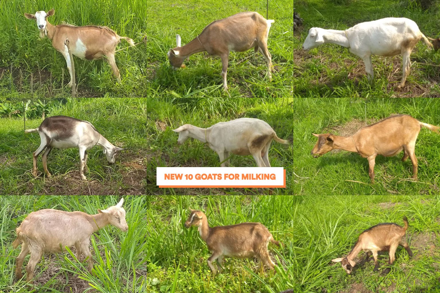 Venezuelan farmer asks for help expanding goat and sheep farm Get Raw