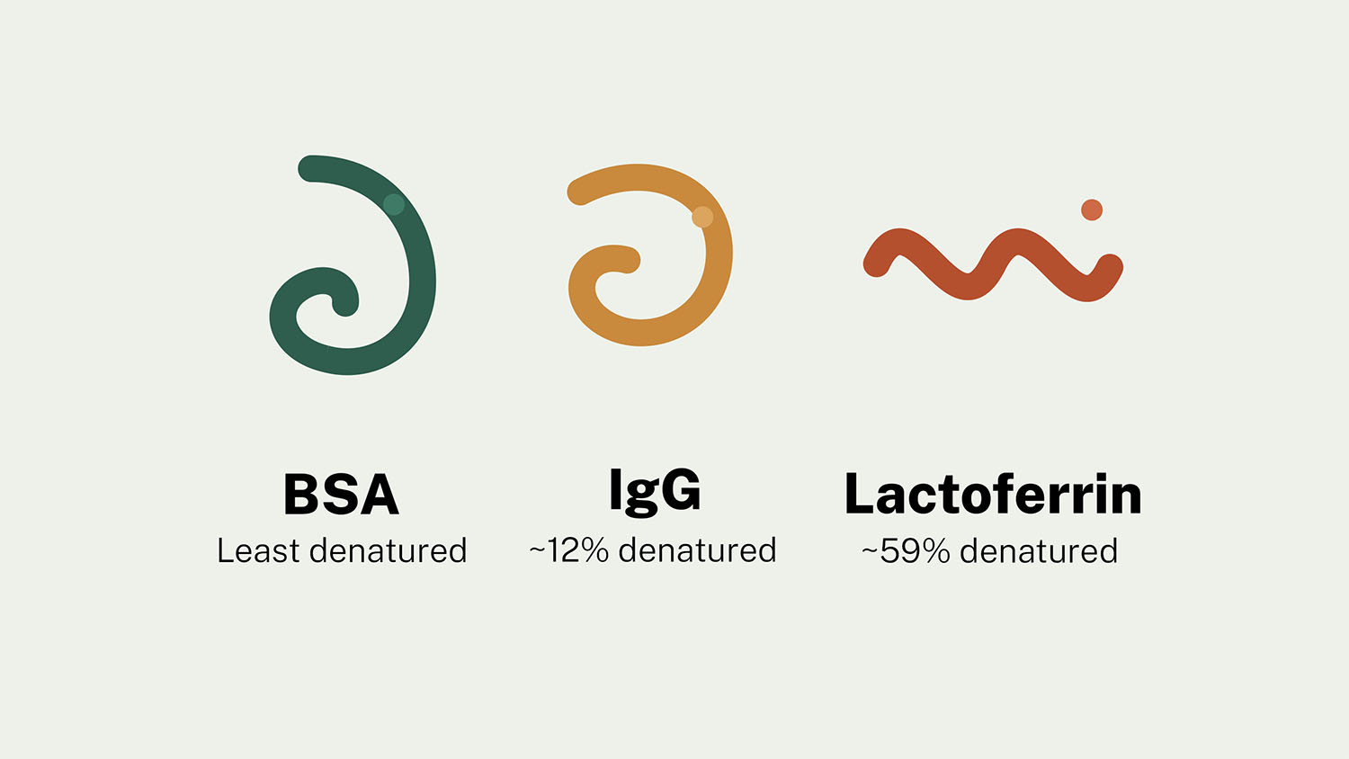 Illustration of three milk whey proteins, BSA, IgG, and lactoferrin, shown as coiled ribbons unwinding to different degrees to represent their differing levels of heat denaturation under pasteurization.